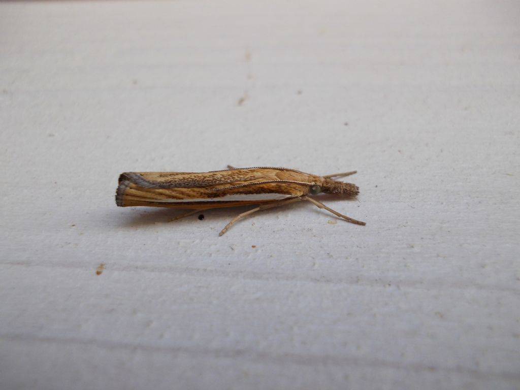 Crambidae Agriphila selasella?